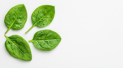 Obraz premium Fresh Green Spinach Leaves on Gray Textured Background