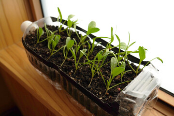 ペットボトル容器の家庭菜園のほうれん草