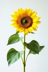 Single Sunflower Studio Shot, White Background, Summer Bloom