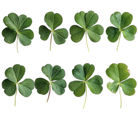 Fresh Clover Leaves on transparent background, Clover Leaves for St. Patrick's Day