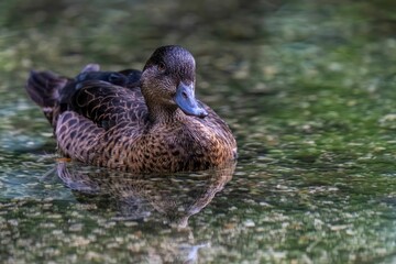 Duck swimming in a tranquil pond.
