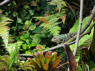 Chameleon in the jungle lush foliage sitting on a branch green eyes 