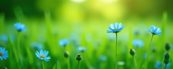 Fototapeta premium Sea of corn flowers in a lush green field with delicate blue petals and soft focus background, summer, meadow, countryside