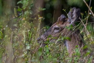 Young deer camouflaged in dense foliage.