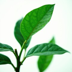 Emerald green glossy leaves on coffee plant stem, green leaves, greenery, glossy leaves