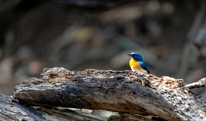 Tickell's blue flycatcher in Ma Da forest, Dong Nai province, Vietnam,