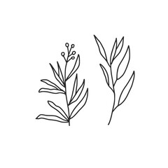 doodle. Culinary herb. Parsley, basil thyme, mint and oregano. Vector hand drawn illustration isolated on white background.