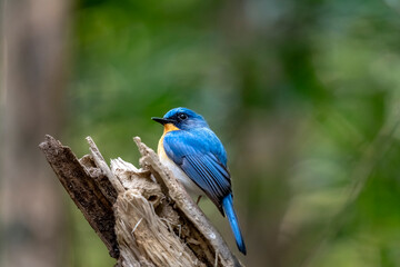 Tickell's blue flycatcher in Ma Da forest, Dong Nai province, Vietnam,