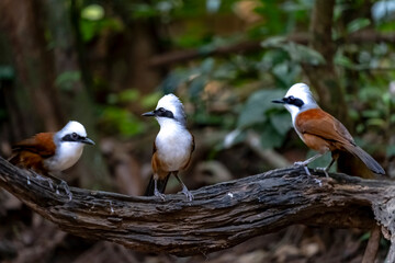 White-crested laughingthrush in Ma Da forest, Dong Nai province, Vietnam