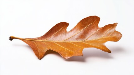 Naklejka premium Close up of a vibrant flower petal showcasing intricate details and rich colors in natural sunlight.