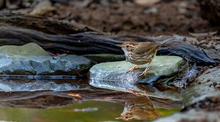 White-throated rock thrush in Ma Da forest, Dong Nai province, Vietnam