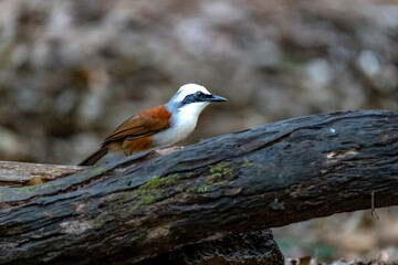 White-crested laughingthrush in Ma Da forest, Dong Nai province, Vietnam