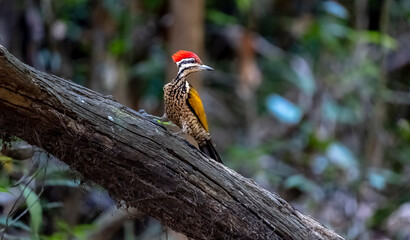 Common flameback in Ma Da forest, Dong Nai province, Vietnam