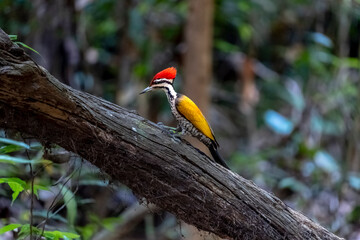 Common flameback in Ma Da forest, Dong Nai province, Vietnam