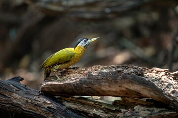 Common flameback in Ma Da forest, Dong Nai province, Vietnam
