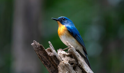 Tickell's blue flycatcher in Ma Da forest, Dong Nai province, Vietnam,