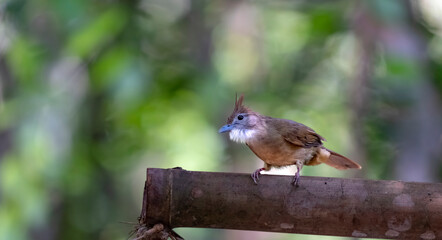 Puff-throated bulbul in Ma Da forest, Dong Nai province, Vietnam,