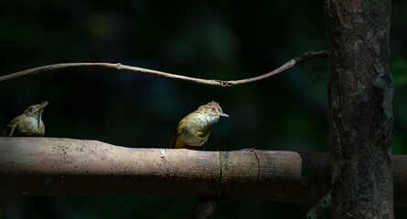 Puff-throated bulbul in Ma Da forest, Dong Nai province, Vietnam,