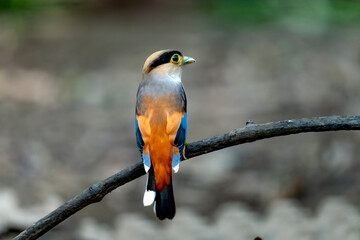 Eurylaimidae bird in Ma Da forest, Dong Nai province, Vietnam,