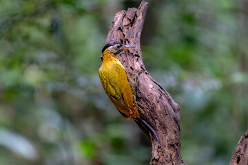 Common flameback in Ma Da forest, Dong Nai province, Vietnam