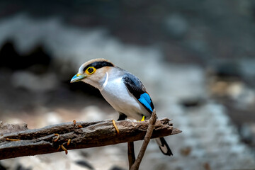 Eurylaimidae bird in Ma Da forest, Dong Nai province, Vietnam,