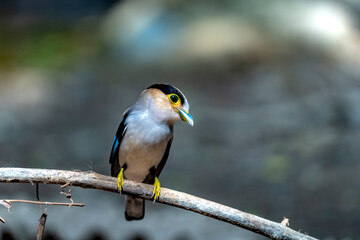 Eurylaimidae bird in Ma Da forest, Dong Nai province, Vietnam,