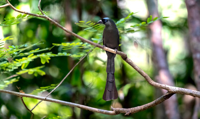 Racket-tailed treepie in Ma Da forest, Dong Nai province, Vietnam
