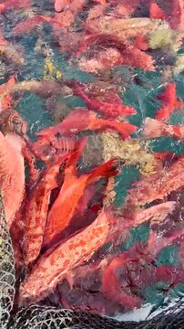 Vertical Video : Leopard Coral Grouper (Plectropomus leopardus) with Vivid Red Colour in a Fishing Net 