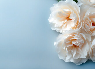 Old rose roses flower close up with copy space, Festive backdrop for text. Birthday, Valentines day, international females day, event concept