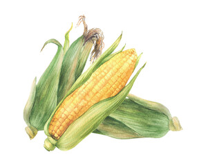 Corn Cobs composition. Raw sweet maize with green leaves and husks. Grain vegetable agricultural crop harvest. Watercolor realistic painted isolated from background illustration for food packaging