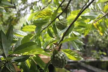 Srikaya fruit leaves can be a traditional medicine for lowering cholesterol