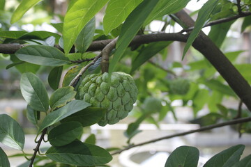 Srikaya fruit leaves can be a traditional medicine for lowering cholesterol
