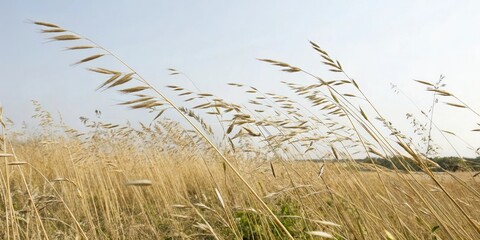 Fototapeta premium Tall dry oat stalks swaying in the breeze, nature photography, summer plants