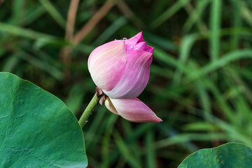 Pink lotus blossom (Nelumbo nucifera) about to bloom in downtown Bangkok, Thailand. Lotus leaves and green grass. 
