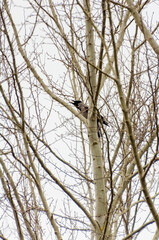Hooded crow (Corvus cornix) perched on bare tree branches. Bird watching, calm tone, eye-level view, natural setting, winter scene, nature photography emphasizing stillness and minimalism.