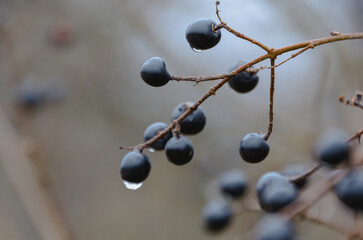 Black berries with water droplets on branches. still life, serene mood, close-up, soft focus, outdoor nature setting, minimalist photography showcasing natural details and textures.