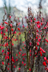 Vibrant red berries on thorny branches in autumn. Nature close-up, moody tone, shallow depth, outdoors, rural garden, autumn feel showcasing natural textures and contrast.