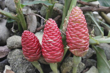 Bitter ginger, ginger lily, or zingiber zerumbet can be used as natural shampoo