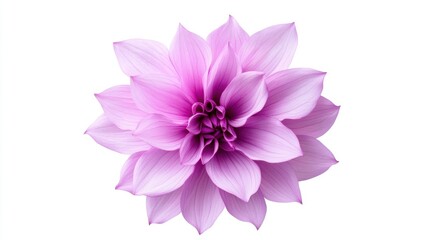Large delicate violet flower beautifully isolated on a pristine white background, showcasing its intricate petals.
