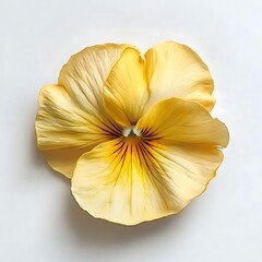 Vibrant Pansy Flower Isolated on White Background for Design Projects