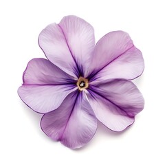 Fototapeta premium Beautiful Phlox Flower Isolated on White Background for Creative Designs
