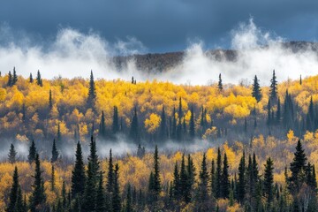 Autumn Forest with Bare Trees and Overcast Skies