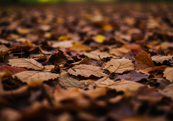 leaf background