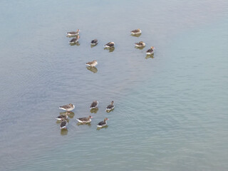greylag goose on the Yangtze River