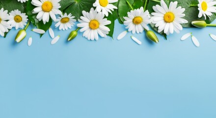 Floral Aesthetic Branding Daisies on Sky Blue Canvas for Eco-Friendly Marketing and Wellness Industry - Fresh Nature-Inspired Design for Modern Retail Spaces