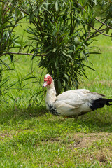 Muscovy duck (Indocus; Cairina moschata) is large species of duck, with large body. Small head with flat beak. There is peculiar red growth around eyes. Ornithological reserve in Sirius (Sochi)