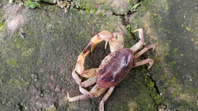 Gecarcinucoidea is a superfamily of freshwater crabs