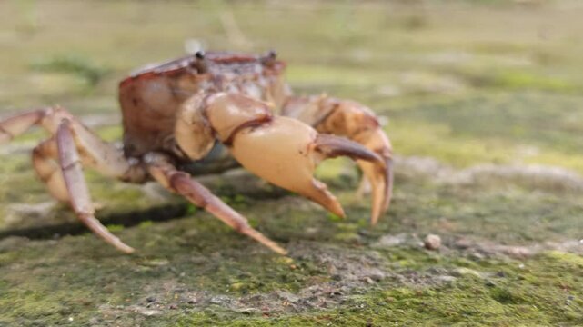 Gecarcinucoidea is a superfamily of freshwater crabs