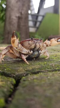 Gecarcinucoidea is a superfamily of freshwater crabs