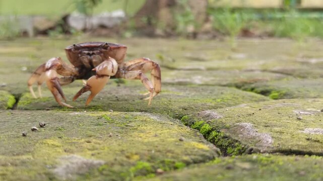 Gecarcinucoidea is a superfamily of freshwater crabs